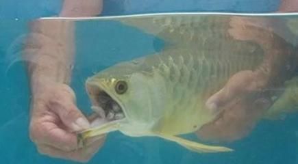 小金龍魚一天喂食多少次：小金龍魚一天喂食多少次小金龍魚一天喂食多少次