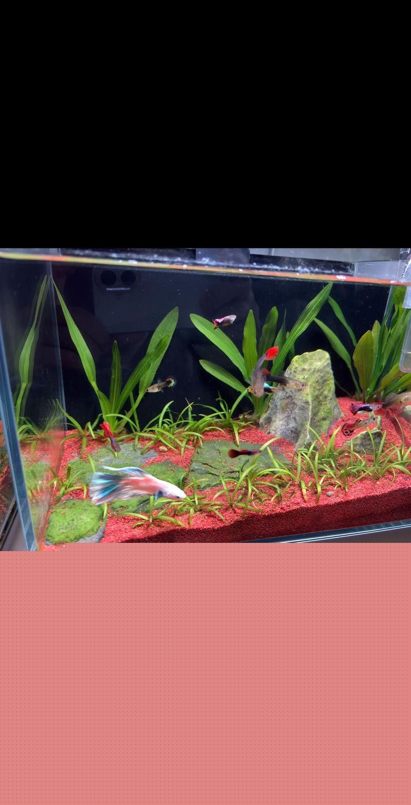 金龍魚和雷龍魚可以混養(yǎng)嗎圖片大全大圖