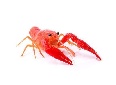龍魚能吃龍蝦嗎：龍魚可以吃龍蝦但需要注意一些細節以確保龍魚的健康