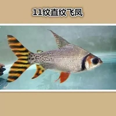 龍魚價格排行榜前十名（龍魚價格排行榜）