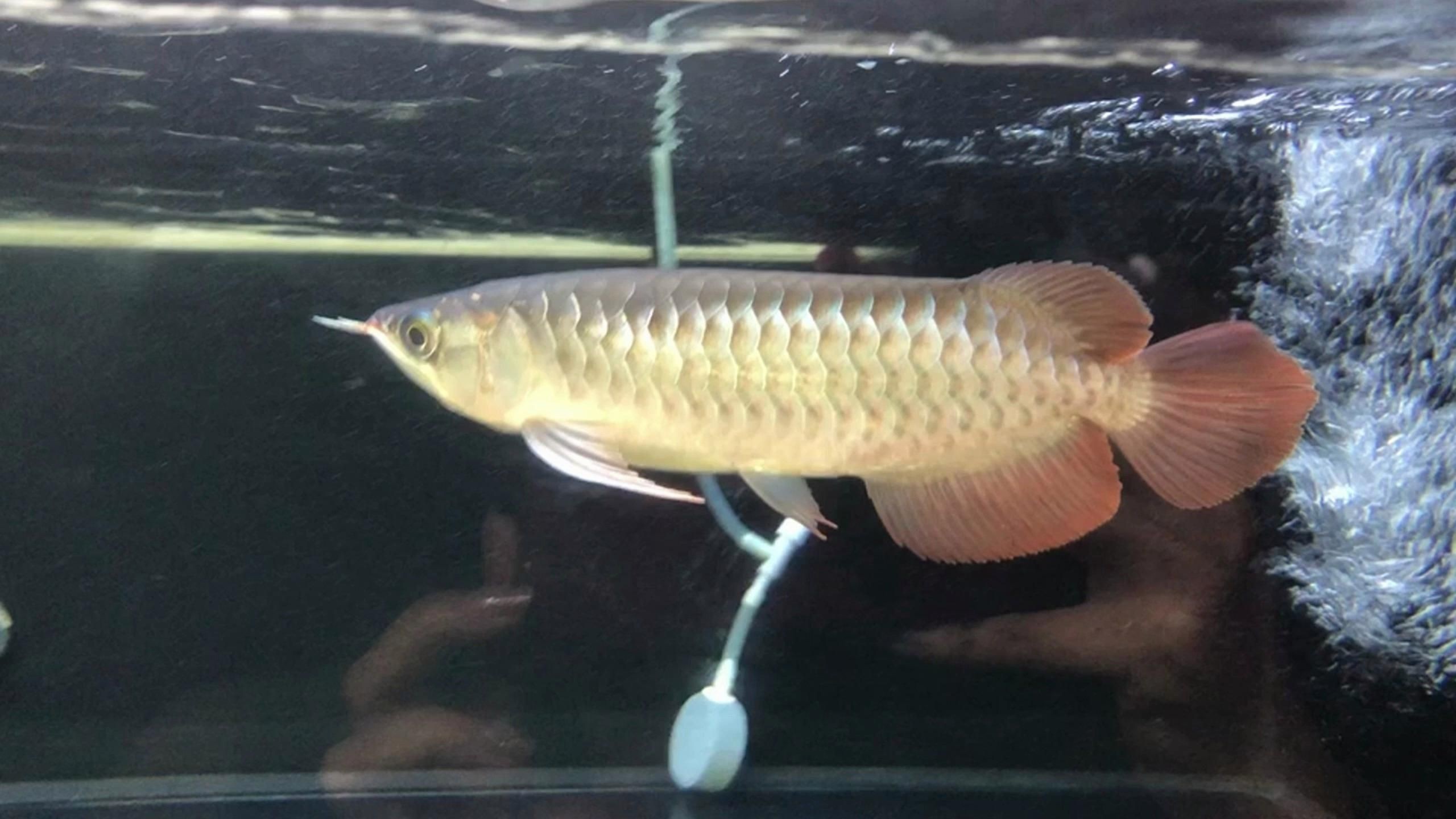 如何判斷龍魚掉尾是否嚴(yán)重？