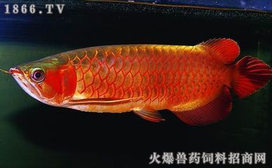 金龍魚吃什么飼料發色快又好看：金龍魚吃什么發色好金龍魚吃什么發色最好