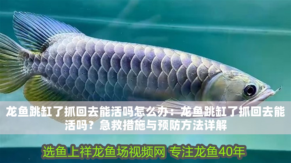 龍魚跳缸了抓回去能活嗎怎么辦：龍魚跳缸了抓回去能活嗎？急救措施與預(yù)防方法詳解