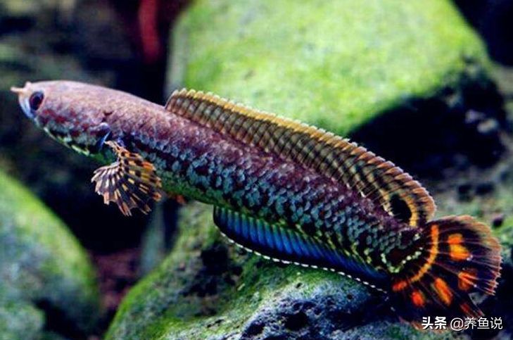 雷龍魚的功效與作用：雷龍魚與其他魚類比較優(yōu)勢(shì)，雷龍魚適宜人群有哪些