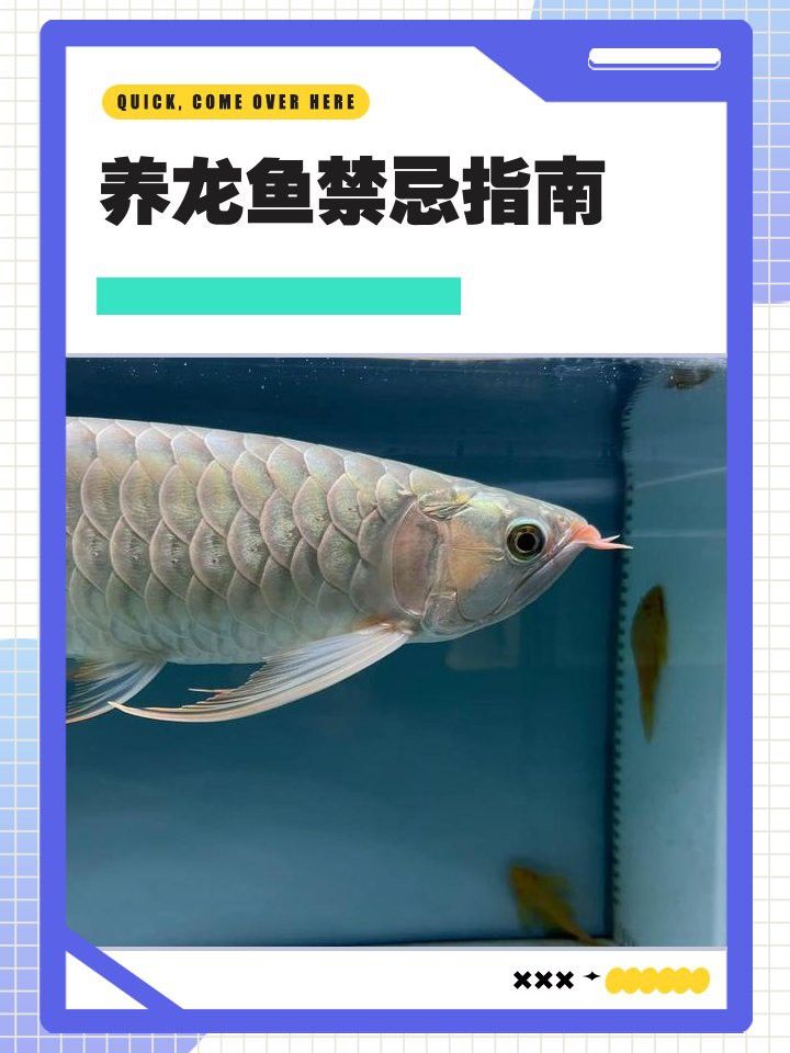 招財龍魚需要多大的活動空間