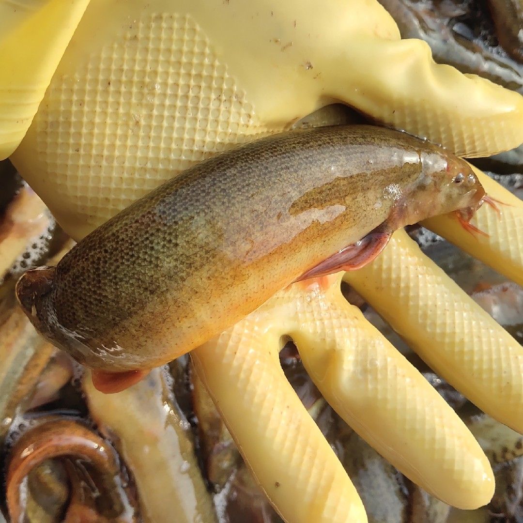 龍魚口糧魚：龍魚口糧魚喂食常見誤區龍魚喂食常見誤區