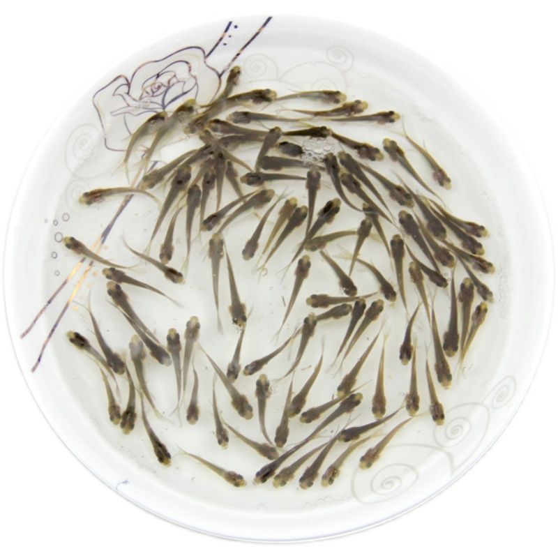 龍魚口糧魚：龍魚口糧魚喂食常見誤區龍魚喂食常見誤區