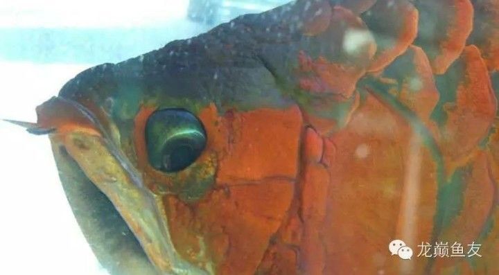 龍魚掉眼的原因：如何預(yù)防龍魚掉眼