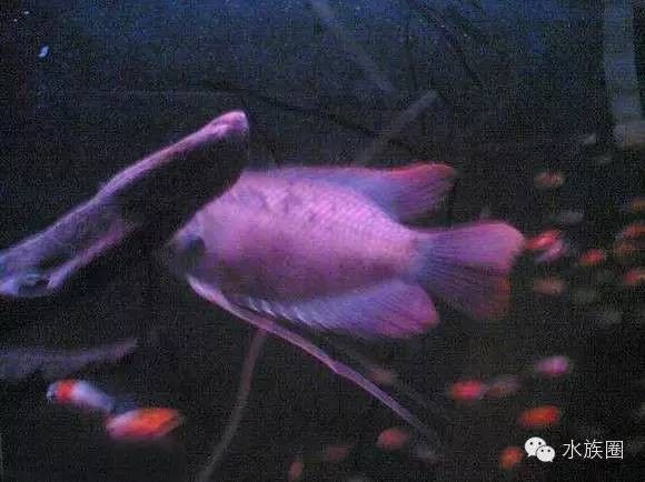 紅眼招財(cái)龍魚能長多大