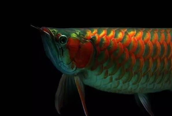 紅龍魚最貴的三個品種是什么魚，紅龍魚中最貴的三個品種