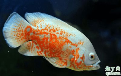 龍魚地圖魚打架嗎：地圖魚和龍魚可以混養(yǎng)嗎？