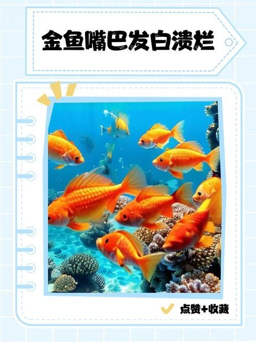 銀龍魚嘴爛了怎么回事圖片大全大圖