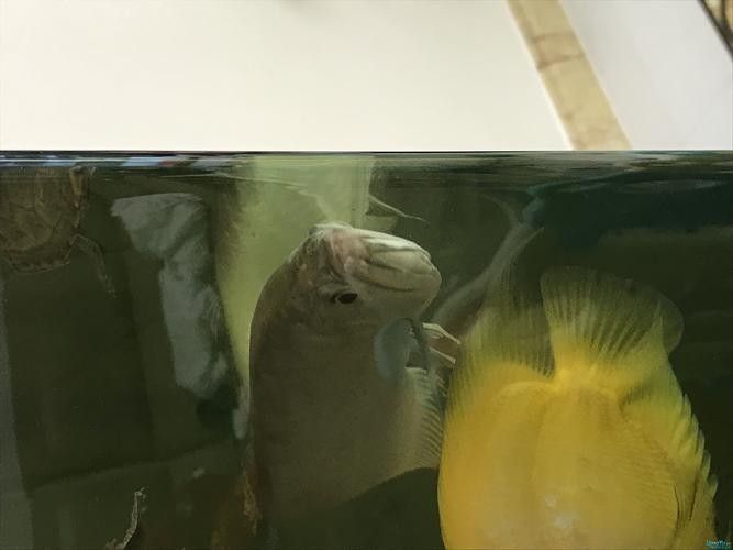 銀龍魚嘴爛了怎么回事圖片大全大圖