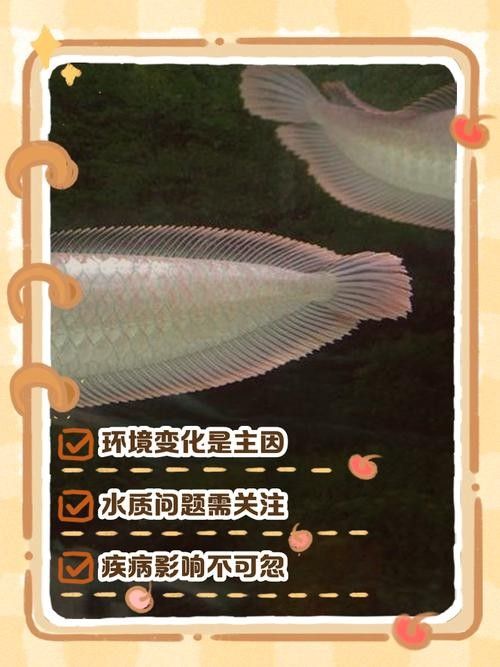 銀龍魚嘴爛了怎么回事圖片大全大圖