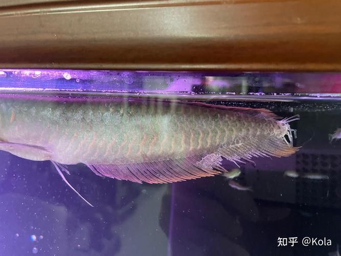 銀龍魚嘴爛了怎么回事圖片大全大圖