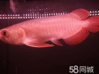 國內(nèi)龍魚經(jīng)銷商排名前十名是誰（2024年國內(nèi)龍魚經(jīng)銷商排名）