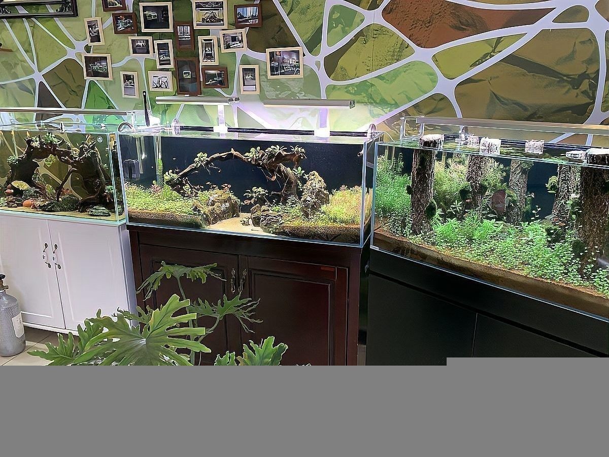 雷龍魚和銀龍魚能混養么嗎