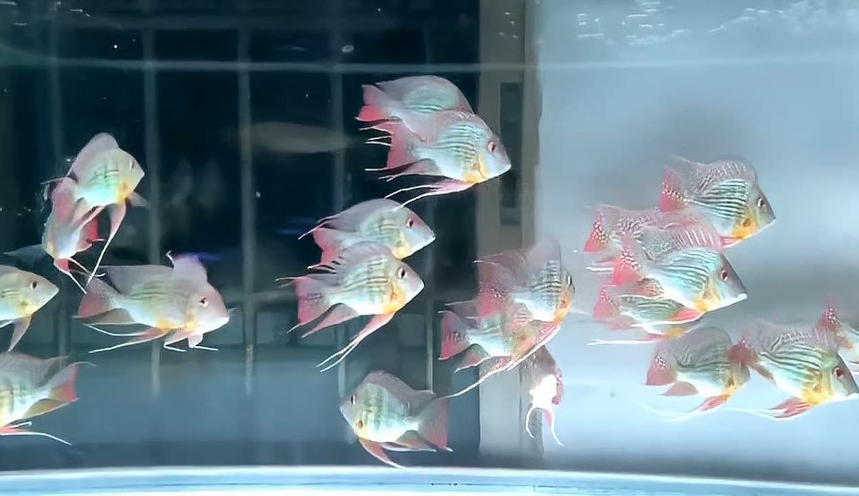 頂級龍魚批發商電話（深圳龍魚批發市場地址查詢深圳哪里有水族館龍魚苗）