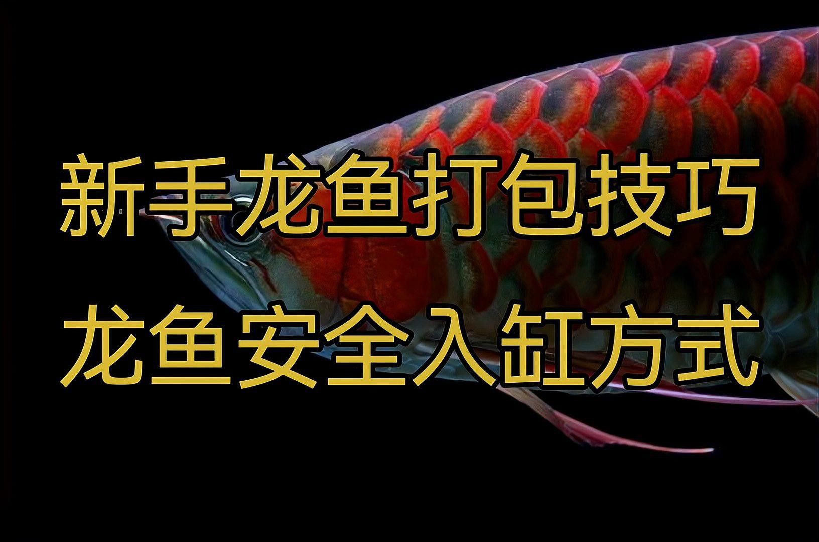 金龍魚打包視頻