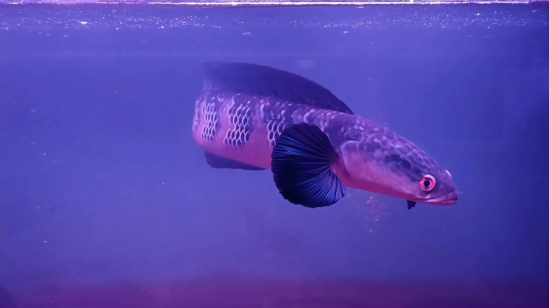大型雷龍魚哪個好看