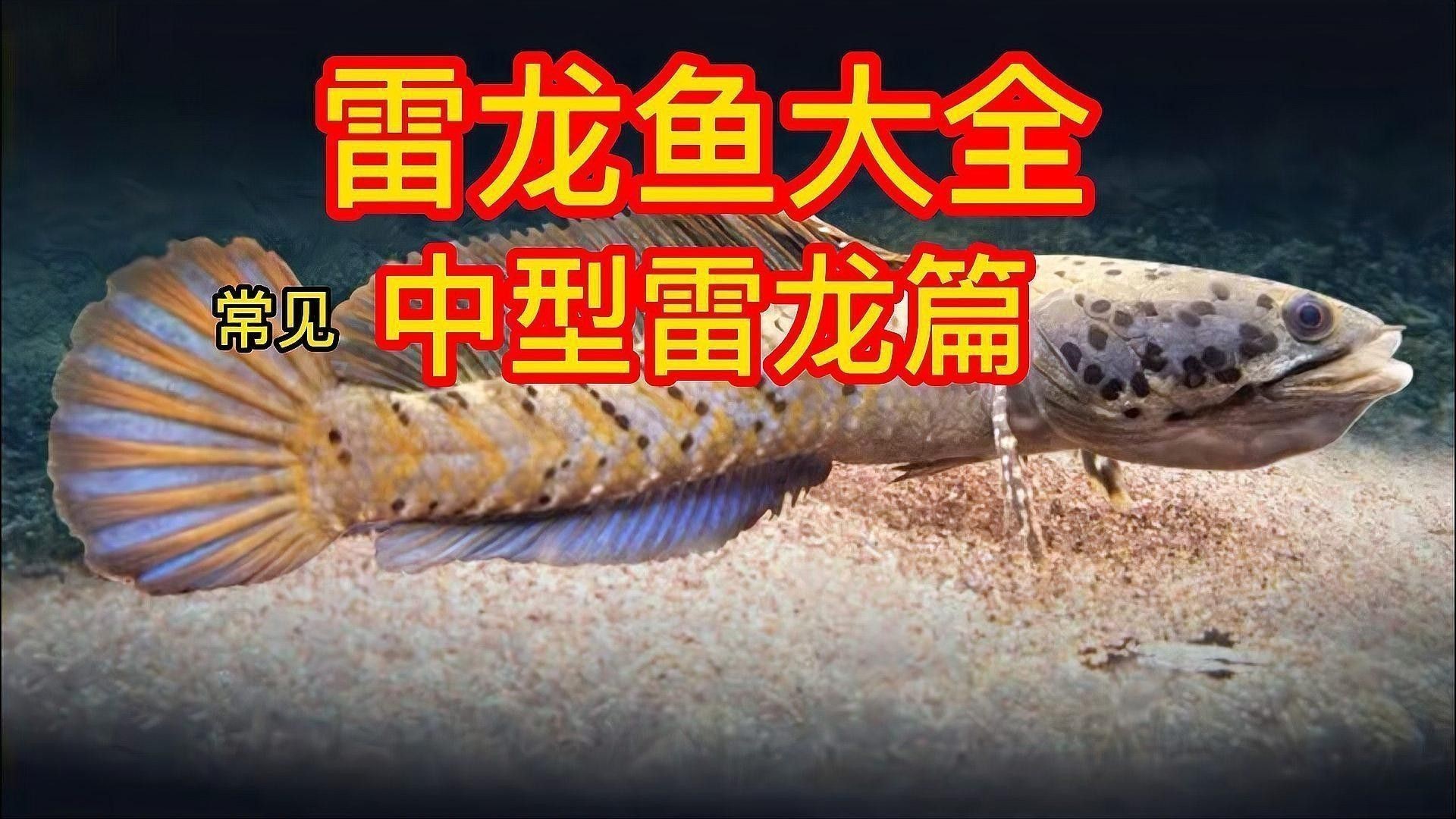 大型雷龍魚哪個好看