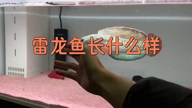 大型雷龍魚哪個好看