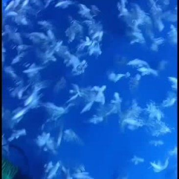 哪里可以買到正宗臺(tái)灣蝴蝶鯉 哪里可以買到正宗臺(tái)灣蝴蝶鯉 龍魚百科 第2張