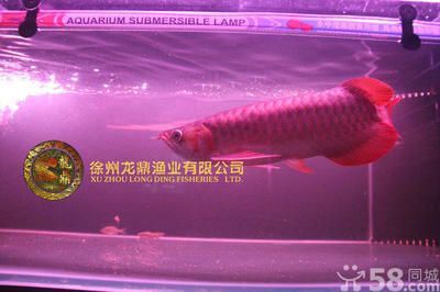 龍魚可以賣嗎：龍魚養殖入門知識，龍魚市場價格波動原因