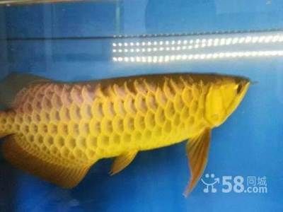 龍魚可以賣嗎：龍魚養殖入門知識，龍魚市場價格波動原因