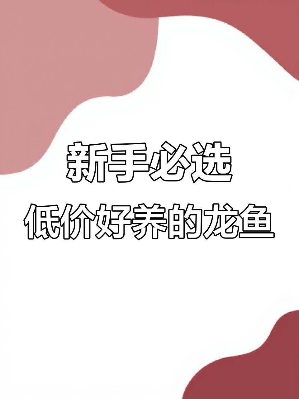 哪個品牌的龍魚性價比最高？
