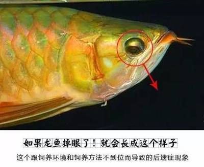 龍魚怎么預(yù)防掉眼：如何預(yù)防龍魚掉眼