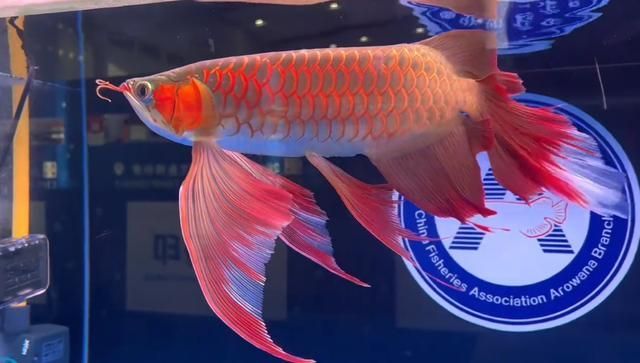 2024年龍魚比賽什么時候結束的（2024年龍舟比賽什么時候結束）