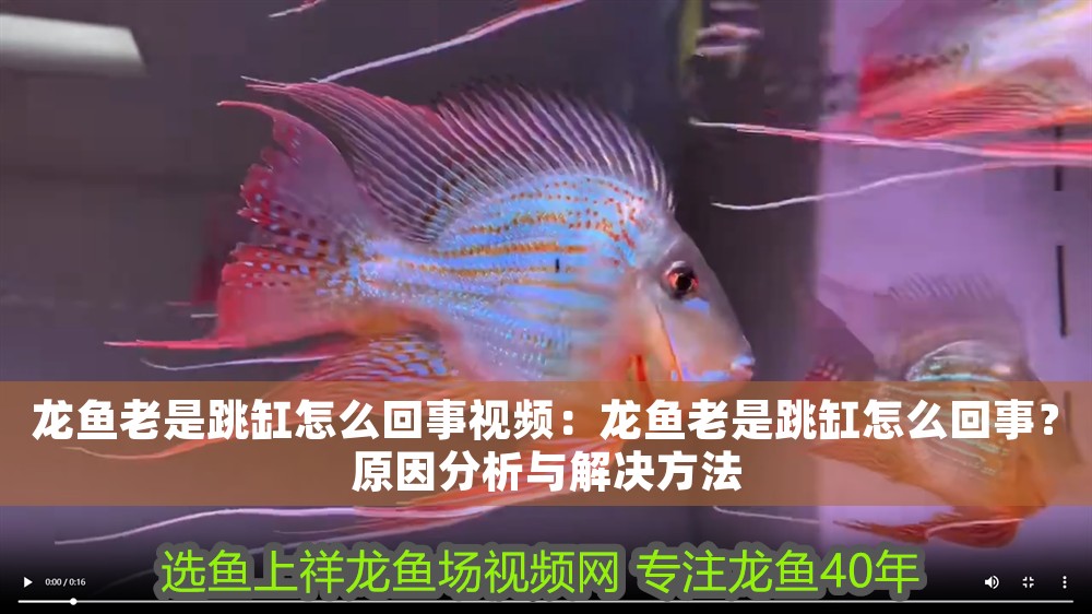 龍魚老是跳缸怎么回事視頻：龍魚老是跳缸怎么回事？原因分析與解決方法