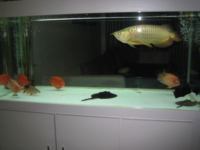 金龍魚吃幼崽嗎怎么喂：金龍魚會在繁殖過程中吃掉自己的幼崽嗎？