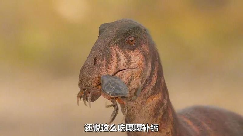 六角恐龍不吃沉底食物怎么辦？