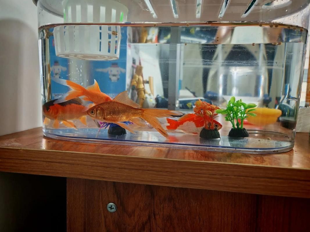 黃鰭鯧和龍魚混養注意事項圖片視頻