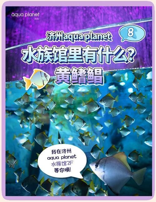黃鰭鯧和龍魚混養注意事項圖片視頻