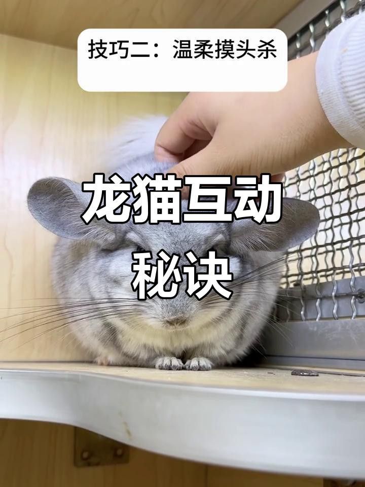 有哪些食物可以誘導龍貓？