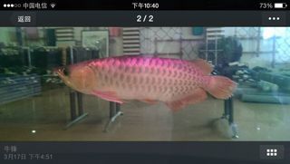血紅龍魚多少錢一只（血紅龍魚的價格）