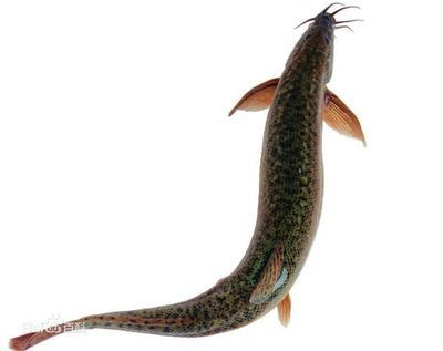 龍魚吃什么都吐出來(lái)的原因（為什么龍魚吃什么都吐出來(lái)？）