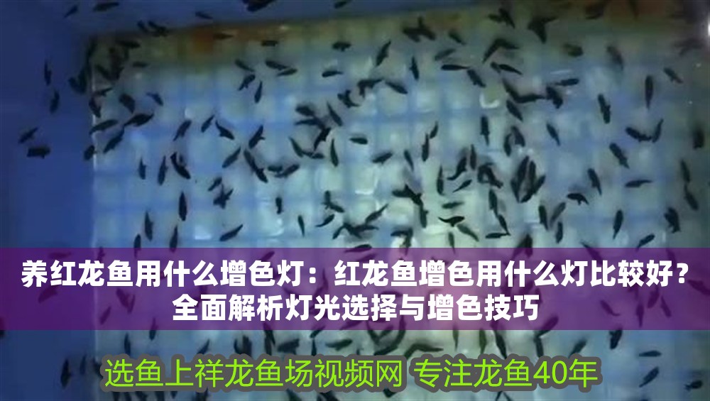 養(yǎng)紅龍魚用什么增色燈：紅龍魚增色用什么燈比較好？全面解析燈光選擇與增色技巧