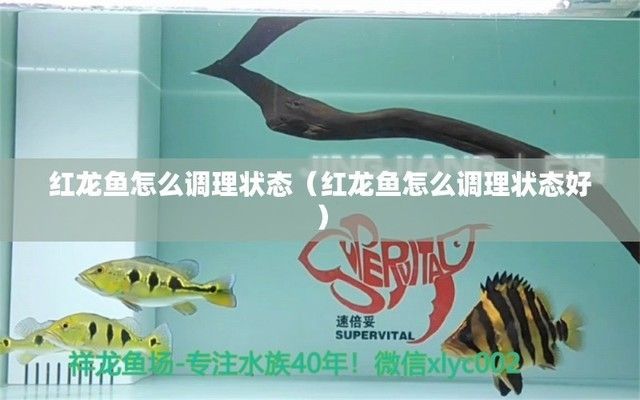 養(yǎng)紅龍魚用什么增色燈：紅龍魚增色用什么燈比較好？全面解析燈光選擇與增色技巧