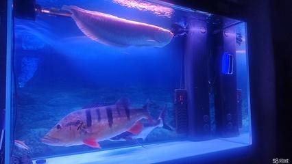 20公分的龍魚要多大的缸（20公分的銀龍魚需要多大的缸，怎么養好）