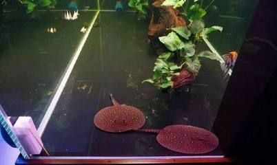 龍魚缸的ph在多少正常范圍：龍魚缸的ph值應該保持6.5到7.5到7.5之間