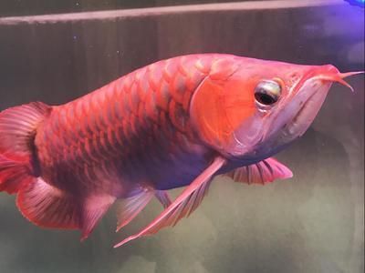 金龍魚魚缸：養金龍魚需要注意什么？