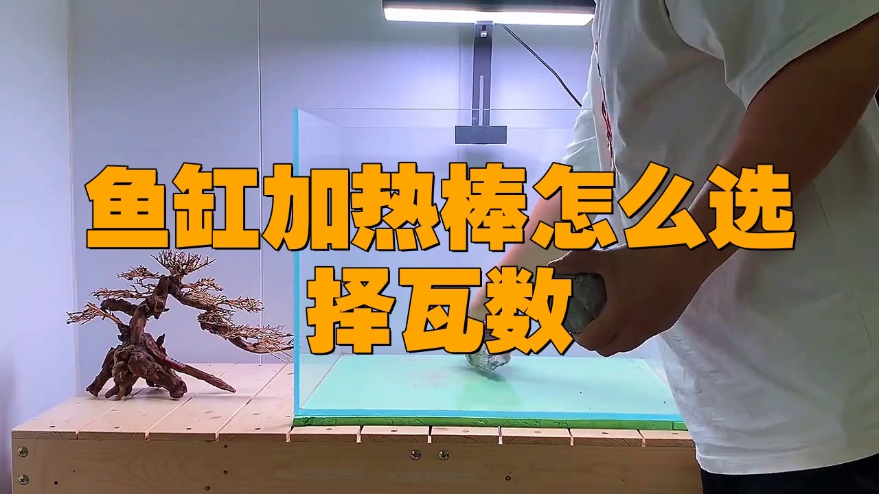 龍魚混養(yǎng)需要多大的功率加熱棒？