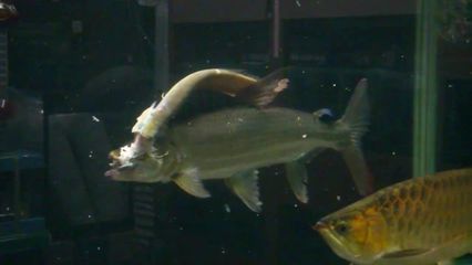 紅老虎魚(yú)配銀龍魚(yú)好嗎(紅老虎魚(yú)與銀龍魚(yú)混養(yǎng)的注意事項(xiàng)) 龍魚(yú)百科 第2張 紅老虎魚(yú)配銀龍魚(yú)好嗎(紅老虎魚(yú)與銀龍魚(yú)混養(yǎng)的注意事項(xiàng)) 紅老虎魚(yú)配銀龍魚(yú)好嗎(紅老虎魚(yú)與銀龍魚(yú)混養(yǎng)的注意事項(xiàng)) 龍魚(yú)百科 第2張