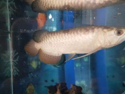 龍魚吃什么都吐出來了怎么辦：龍魚吃什么都吐出來怎么辦
