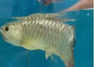 金龍魚半個月不吃食：金龍魚不吃食怎么辦