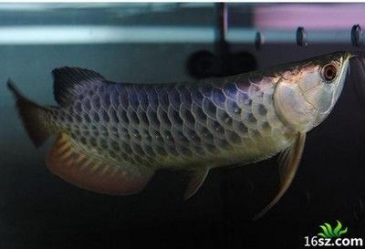 銀龍魚飼養放鹽比例表圖 銀龍魚飼養放鹽比例表圖 龍魚百科 第2張